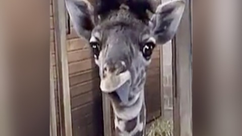 Funny! Baby giraffe sticks out tongue - ABC15 Digital