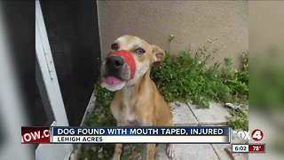 Deputies searching for dog abuser