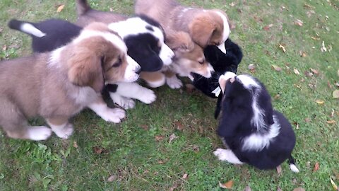 Puppies play an adorable game with their new stuffed toy