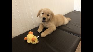 Golden retriever pup rescuing his treat