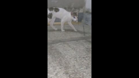 Cat Playing With Rat After Hunting