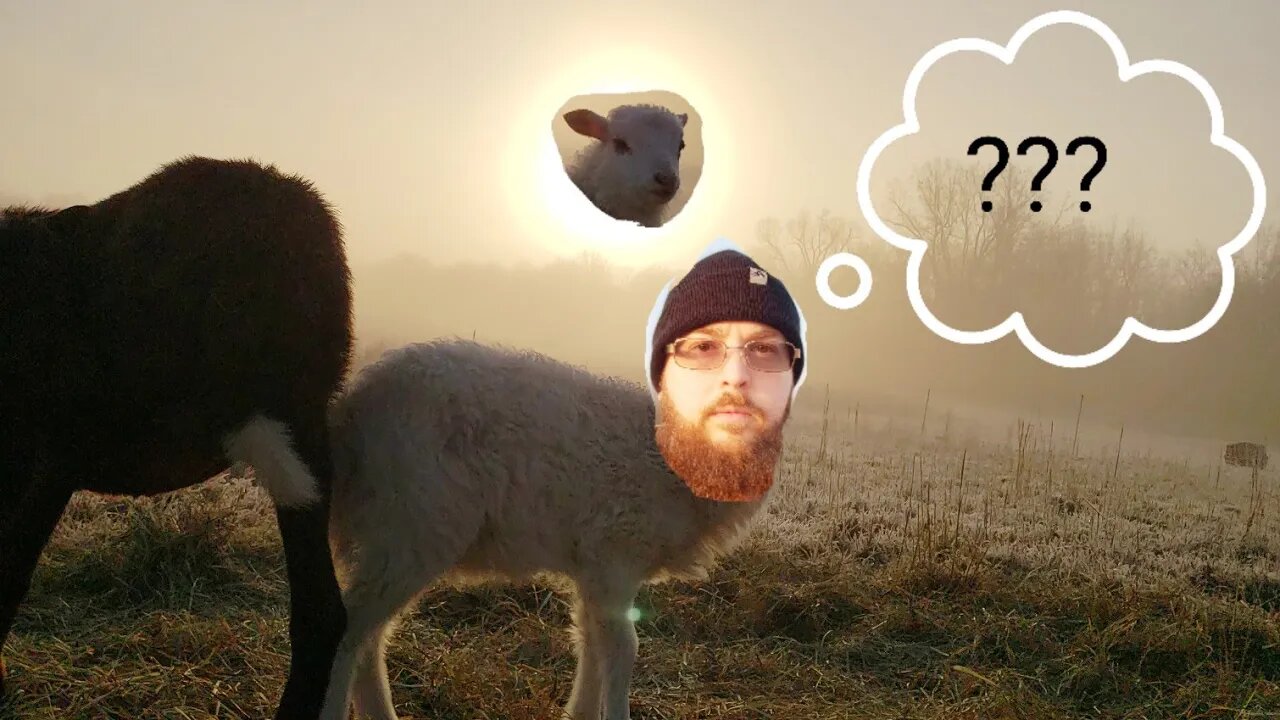 Sheep Surprised Us! And Who's Really In Charge Around Here? #sheep #4k