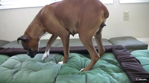 The dog has an amazing birth while standing is awesome