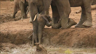 Elephants rush over to help youngster out of muddy bank