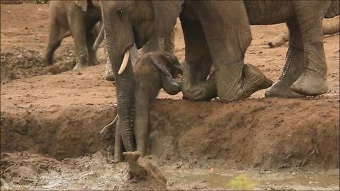 Elephants rush over to help youngster out of muddy bank