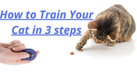 How to Train Your Cat in 3 steps