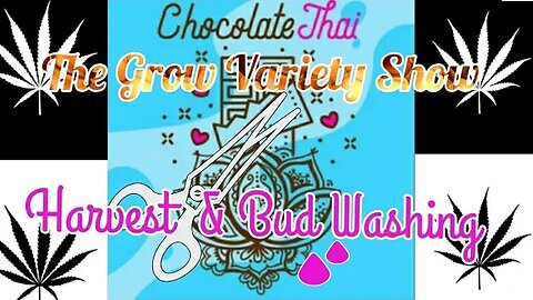 Chocolate Thai Harvest (The Grow Variety Show EP.219