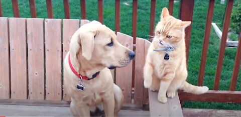 Cats and Dogs Funny Do Silly Things