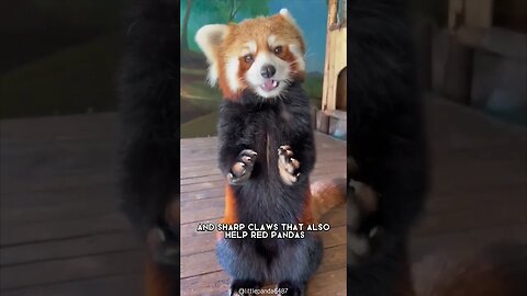 Red Panda 🐼 One Of The Cutest And Rarest Animals In The Wild #shorts