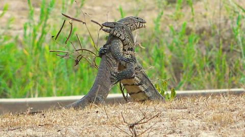 Vicious Battle Between Two Monitor Lizards Caught On Video | SNAPPED IN THE WILD
