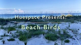 Beach Birds