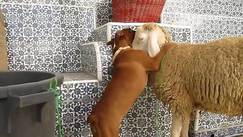 Excited Boxer Puppy Can't Stop Kissing Sheep