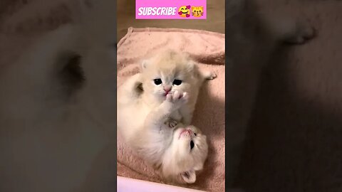 So Cute Baby Cat! in home | 😽🥰| 59- #shortsfeed #shrots #youtubepets_&_animals