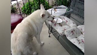 Pets at Weddings