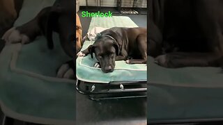 [Shorts 0075] SHERLOCK [#dogs #doggos #doggies #puppies #dogdaycare]