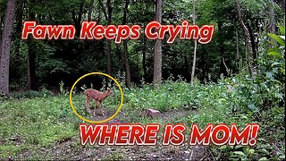 A Fawn has lost it's mom and keeps crying