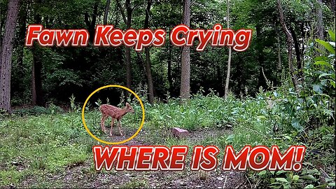 A Fawn has lost it's mom and keeps crying