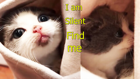cats - I am Silent .Find me - funny cats - #shorts