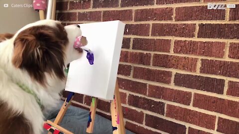 Cagnolina dimostra d'essere il Picasso del mondo canino