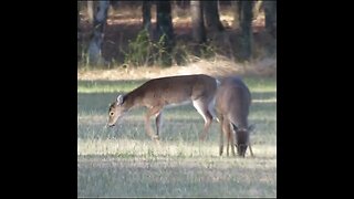 Deer in the Field