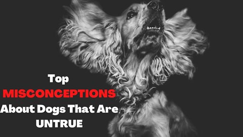 TOP Misconceptions About Dogs That Are Untrue