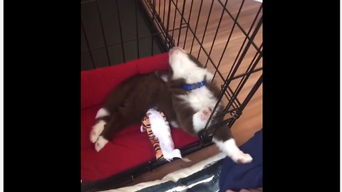 Puppy Takes A Nap By Tilting Its Head Backwards