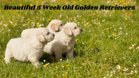 Beautiful 5 Week Old Golden Retrievers