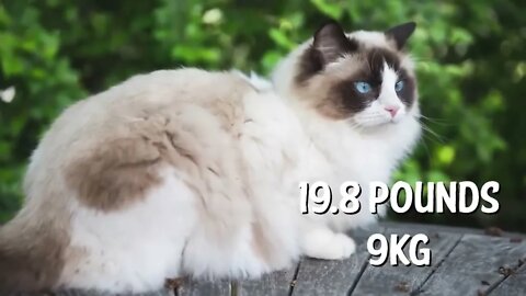 The BIGGEST CAT BREEDS In The World