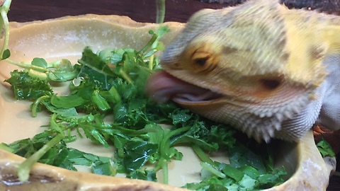 Bearded Dragon Goes Mad for Veg & Leaps through the Air!