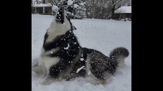 125lb Malamute Helps Shovel