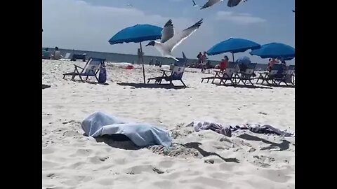 Girl Fails To Catch Seagulls! #MegaFails #Shorts