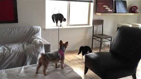 Cats Totally Freak Out After Meeting Playful Yorkie