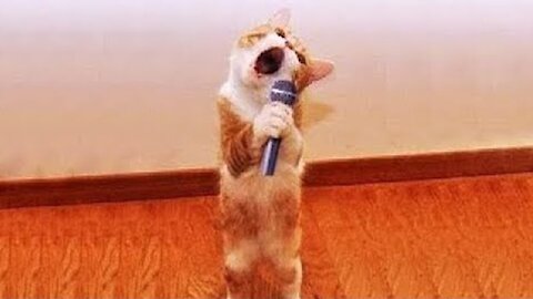Cute cat funny singing video 😂😂😂❤️😍