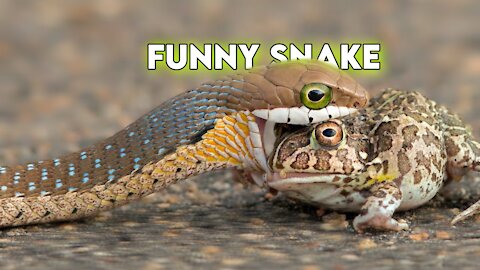 Snakes Can Be Cute Too -Funny Snake Video 2021