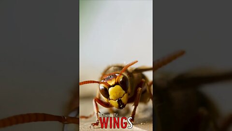 🐧 #WINGS - In the Hornet's Sights: This Japanese Giant Hornet Thinks You're Delicious 🐦