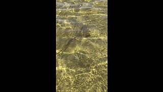 Pine island stingray