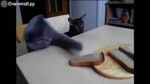 Gray impudent tomcat tries to steal bread