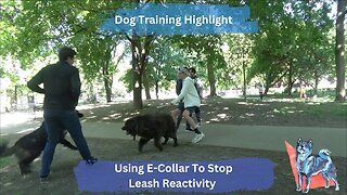 Stopping Dog Reactivity Is Easy With The Right Tools And Approach, Class 1 Progress