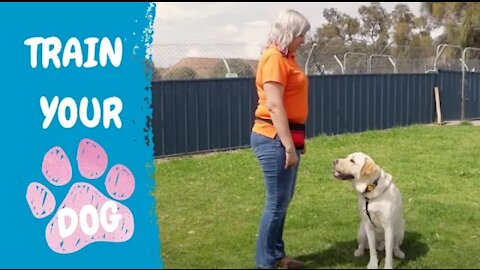 Best Dog Training Video new
