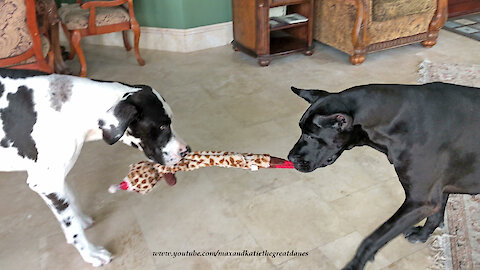 Funny Great Danes Play Tug of War with Giraffe Toy