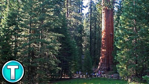 The Largest Tree on Earth!