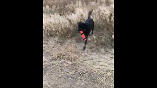 1 year old Black Lab on Hand Signals