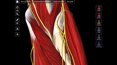 A Review Of The Anterior Forearm