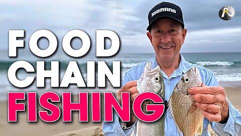 Beach Fishing the Food Chain: BREAM, WHITING, TAILOR, SALMON +++