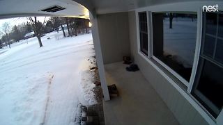 A cougar walks on road in Brookfield neighborhood