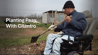 Planting Peas With Cilantro