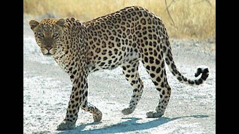 The Leopard or Panther ( Panthera pardus