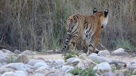 TEAM www.khabarindia.in SPOTTED AMAZING TIGER GOING FOR HUNTING AT JIM CORBETT