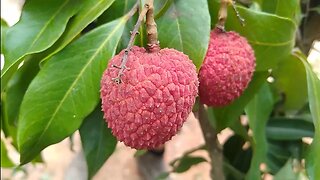 lichia Kwai Mai pink x bengal qual a melhor para vaso ou chão e preços