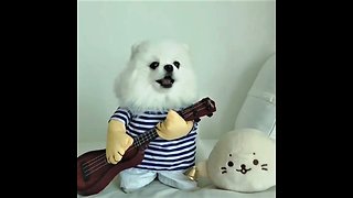 Pomeranian puts on hilariously adorable show